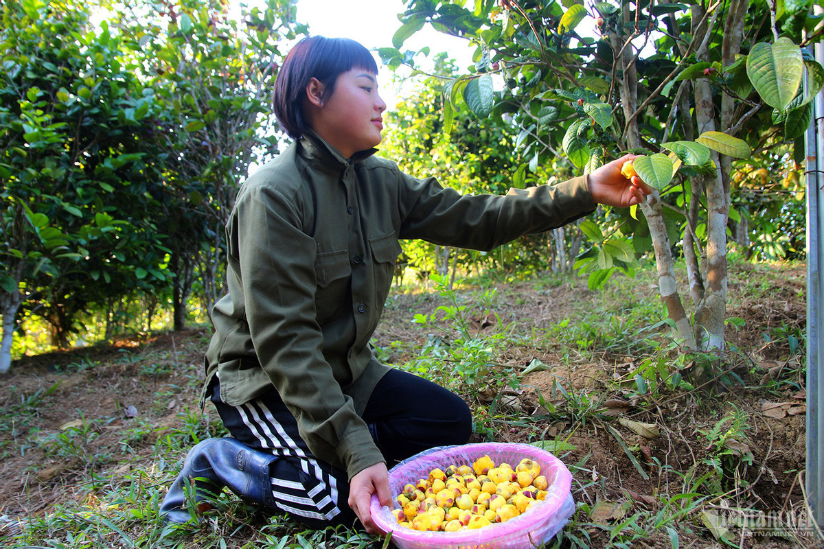 Vào thời điểm chính vụ, chị Phoòng Thị Dân có thể thu hoạch 20kg trà hoa vàng mỗi ngày.