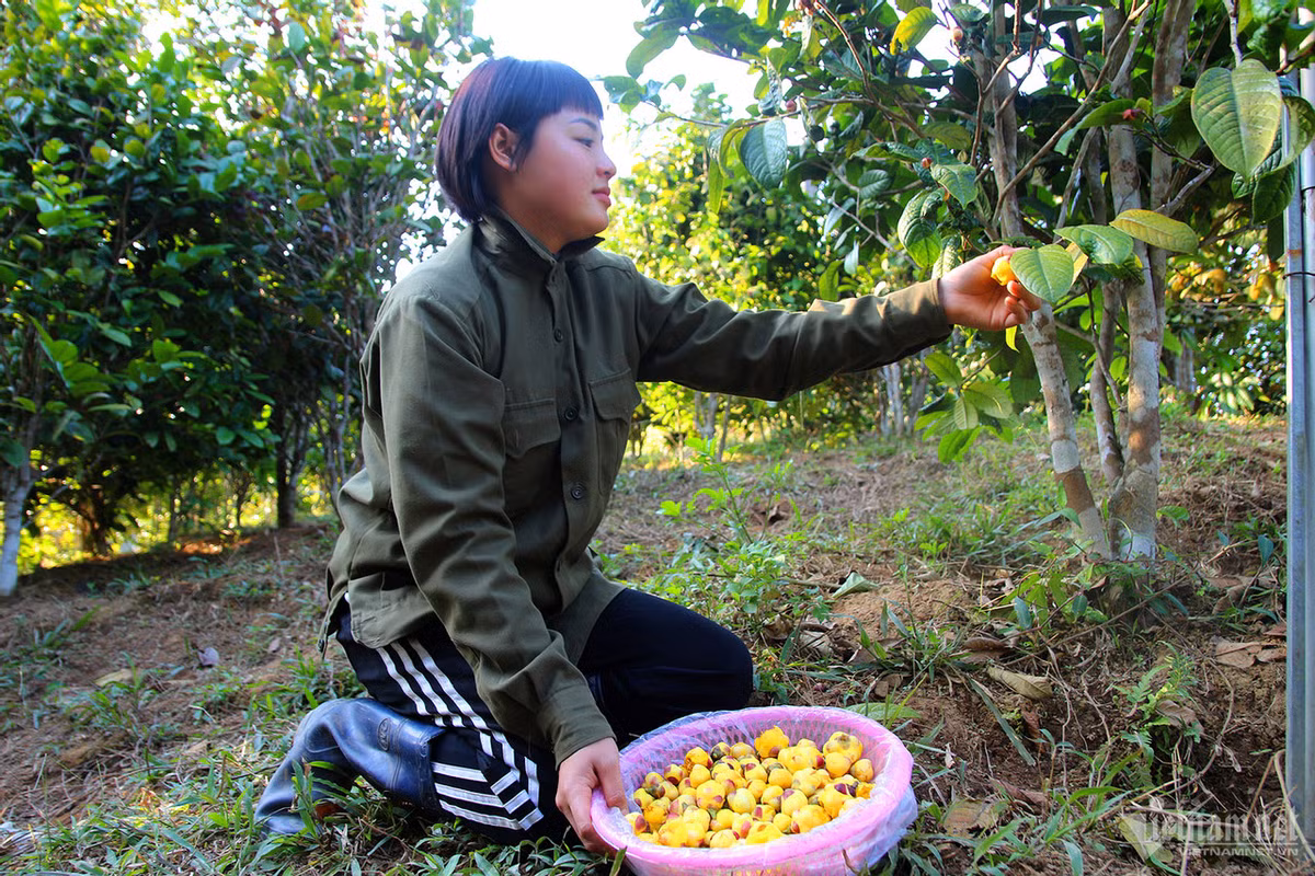 Vào thời điểm chính vụ, chị Phoòng Thị Dân có thể thu hoạch 20kg trà hoa vàng mỗi ngày.