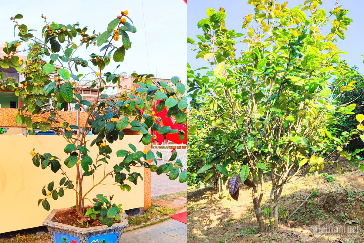 Mỗi cây trà sau khi trồng khoảng 5 năm sẽ ra hoa và cho thu hoạch.