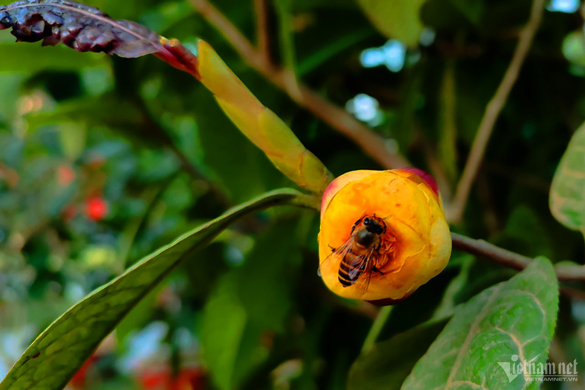 Bông trà hoa vàng sẽ được thu hoạch khi đạt độ lớn, màu vàng tươi và có mùi thơm nhẹ.