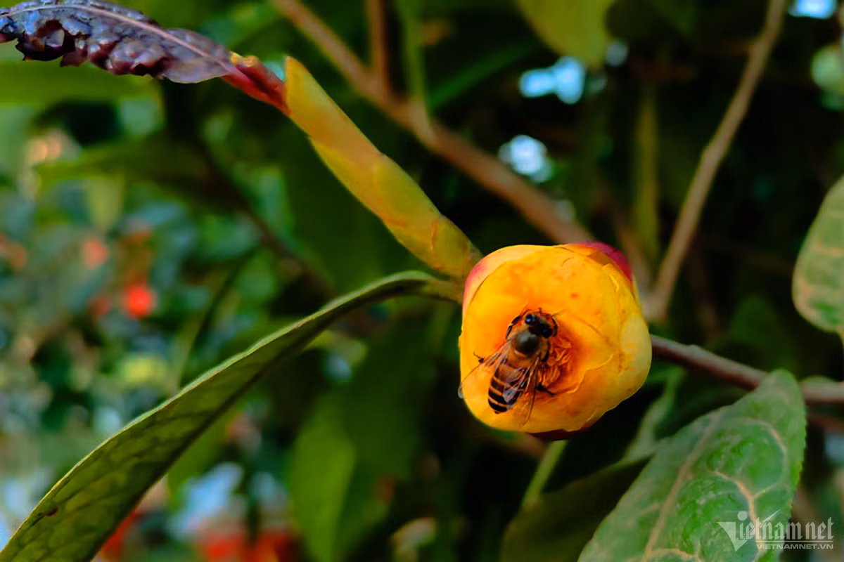 Bông trà hoa vàng sẽ được thu hoạch khi đạt độ lớn, màu vàng tươi và có mùi thơm nhẹ.