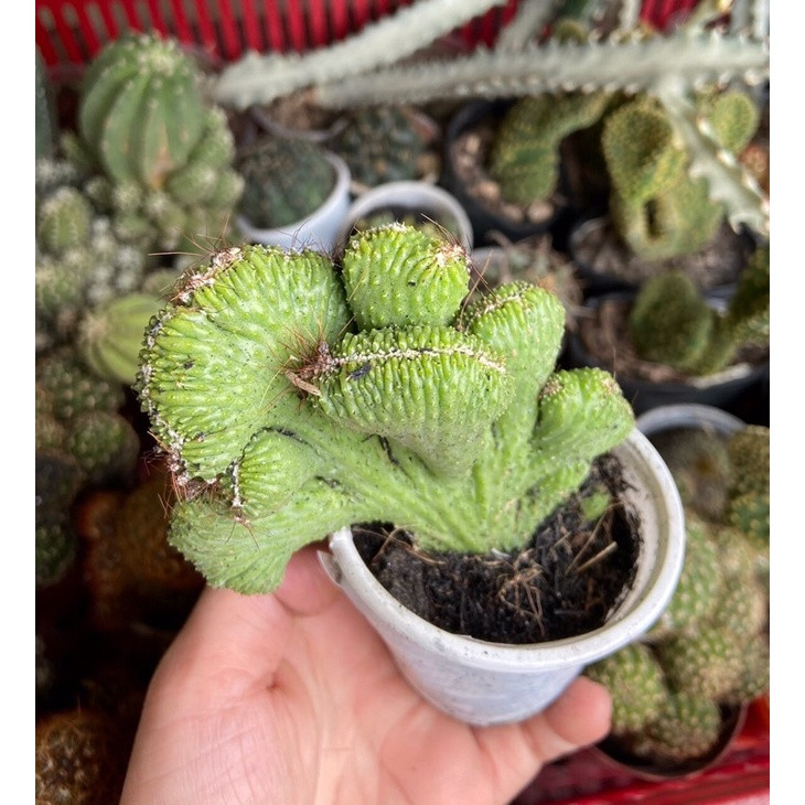 5. Cây xương rồng Vân Sơn: Xương rồng Vân Sơn hay còn được xứ Trung gọi là cây cọ kỳ lân bởi ngoại hình của nó giống một con kỳ lân cổ xưa. Chính bởi vậy, loài này khá được yêu thích vì người ta tin rằng, nó là biểu tượng của sự uy nghiêm, vững chãi, trường tồn theo thời gian. 