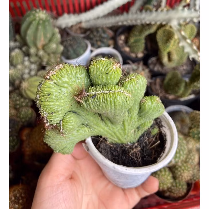 5. Cây xương rồng Vân Sơn: Xương rồng Vân Sơn hay còn được xứ Trung gọi là cây cọ kỳ lân bởi ngoại hình của nó giống một con kỳ lân cổ xưa. Chính bởi vậy, loài này khá được yêu thích vì người ta tin rằng, nó là biểu tượng của sự uy nghiêm, vững chãi, trường tồn theo thời gian. 