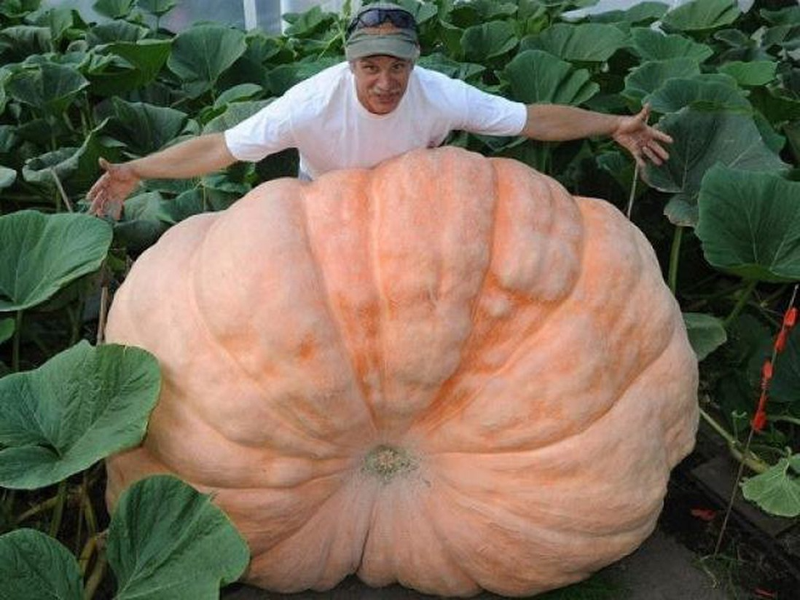 Alaska - vùng đất có rau củ quả khổng lồ đến khó tin - Hình 4 Alaska - vung dat co rau cu qua khong lo den kho tin-Hinh-4