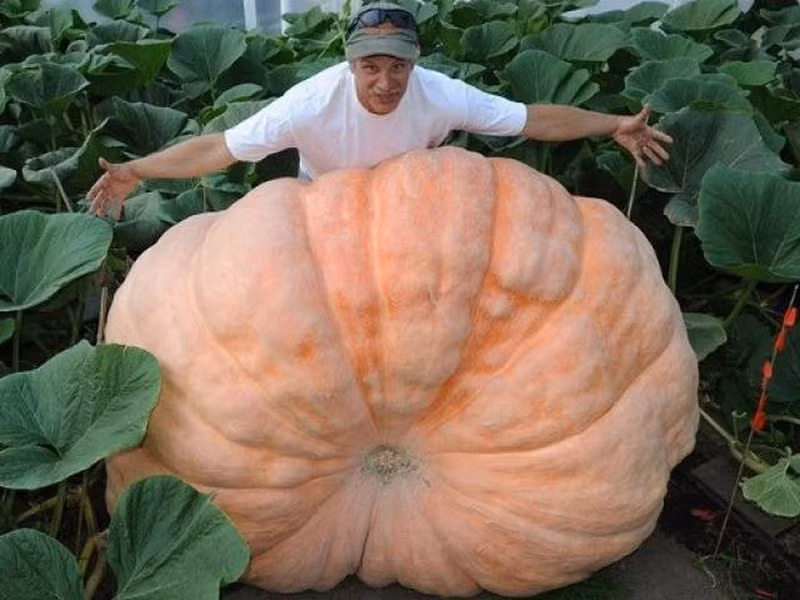 Alaska - vung dat co rau cu qua khong lo den kho tin-Hinh-4