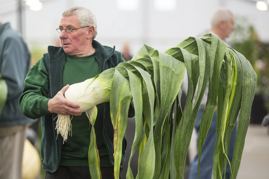 Alaska - vùng đất có rau củ quả khổng lồ đến khó tin - Hình 11 Alaska - vung dat co rau cu qua khong lo den kho tin-Hinh-11