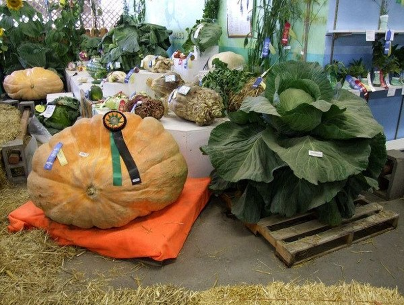 Alaska - vùng đất có rau củ quả khổng lồ đến khó tin - Hình 3 Alaska - vung dat co rau cu qua khong lo den kho tin-Hinh-3