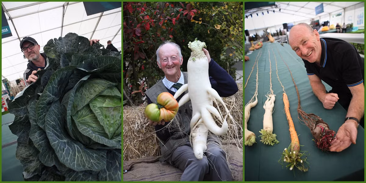 Alaska - vung dat co rau cu qua khong lo den kho tin-Hinh-5