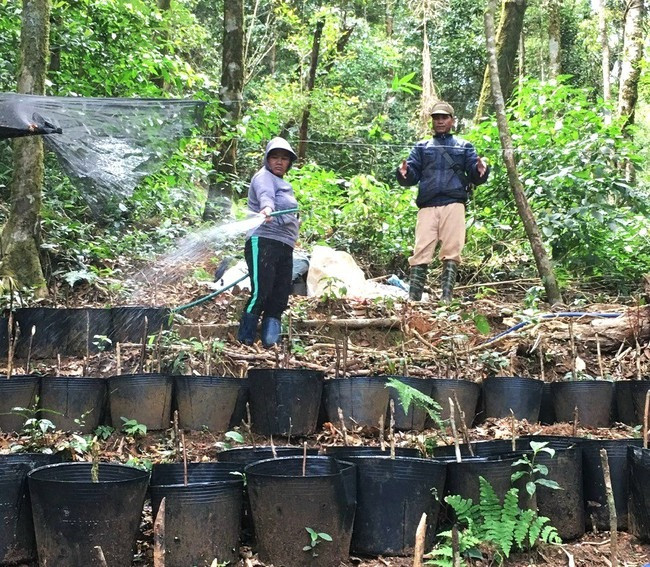 Kon Tum kho han, cac vuon sam Ngoc Linh ung pho sao?