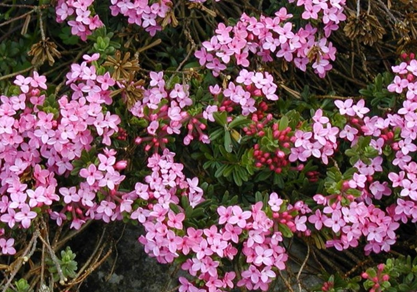 Cây thụy hương hiếm khi ra quả nhưng khi ra quả thì có màu đỏ rất đẹp mắt. Tuy nhiên, lá và quả của cây thụy hương lại rất độc.