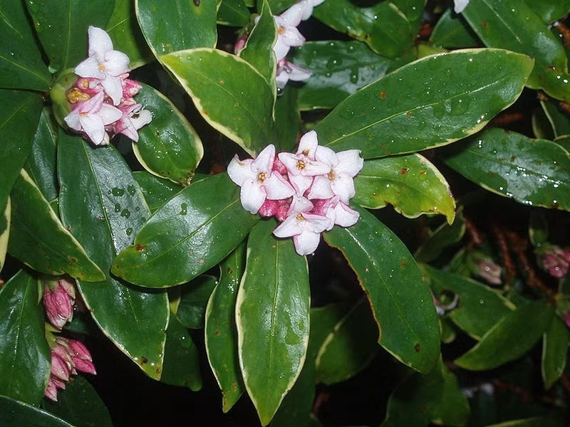 Cây thụy hương là loài cây bụi thường xanh, sống được từ 8 - 10 năm. 