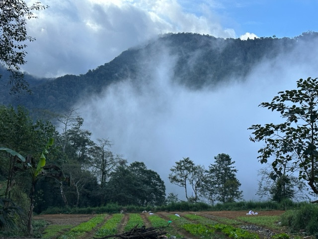 Sin Suoi Ho mua hoa da quy