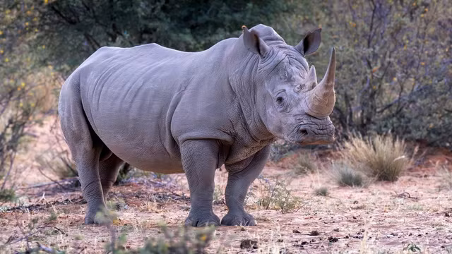 Su tu Chau Phi san trau rung ca tan nhung so te giac?-Hinh-3