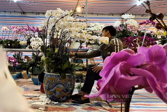 Nghe sieu hot can Tet tai Nghe An, lam khong het viec-Hinh-6