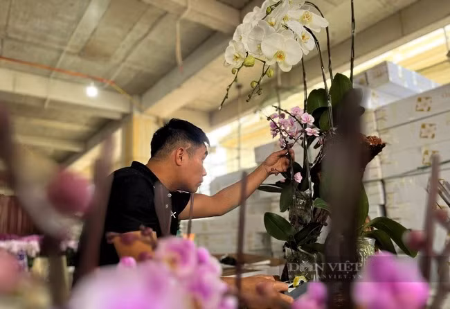 Nghe sieu hot can Tet tai Nghe An, lam khong het viec-Hinh-4