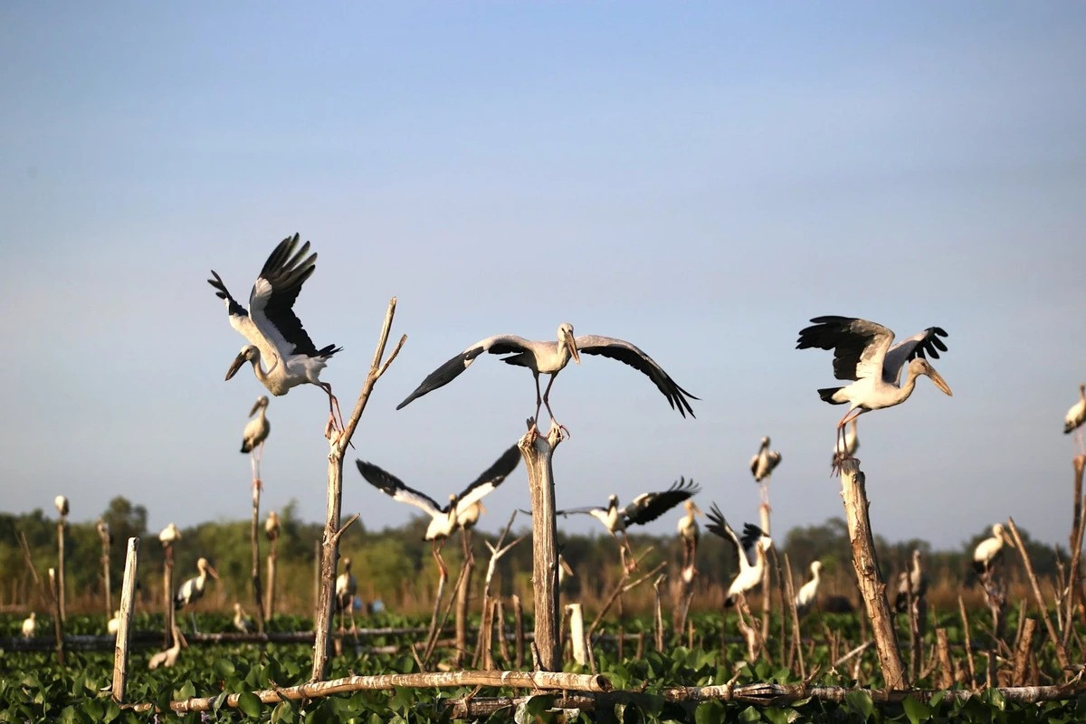 Song Dam - ‘la phoi xanh’ cua TP Tam Ky-Hinh-4
