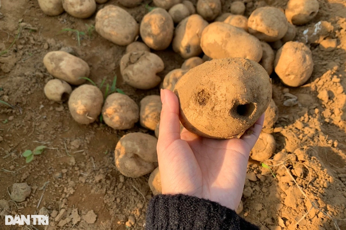 Khoai tây 90 ngày thu 20 tấn/ha, nông dân vẫn... buồn - Hình 3 Khoai tay 90 ngay thu 20 tan/ha, nong dan van... buon-Hinh-3