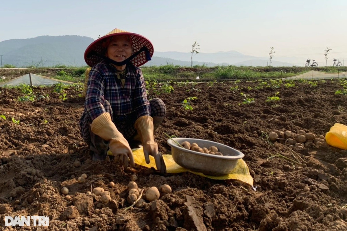 Khoai tây 90 ngày thu 20 tấn/ha, nông dân vẫn... buồn - Hình 4 Khoai tay 90 ngay thu 20 tan/ha, nong dan van... buon-Hinh-4