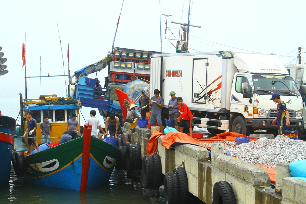 Đánh bắt 20 tấn cá/đêm, ngư dân thu hàng trăm triệu Danh bat 20 tan ca/dem, ngu dan thu hang tram trieu