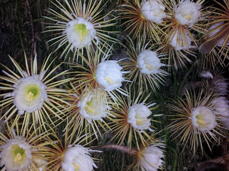 Xương rồng khế được tôn vinh là loài hoa đẹp nhất trong số các loài hoa xương rồng từng được biết. Hoa xương rồng khế có màu trắng sữa với đường kính bằng 15 cm. Đây là một loài hoa khác lạ khi chúng chỉ nở vào một ngày duy nhất trong năm. 