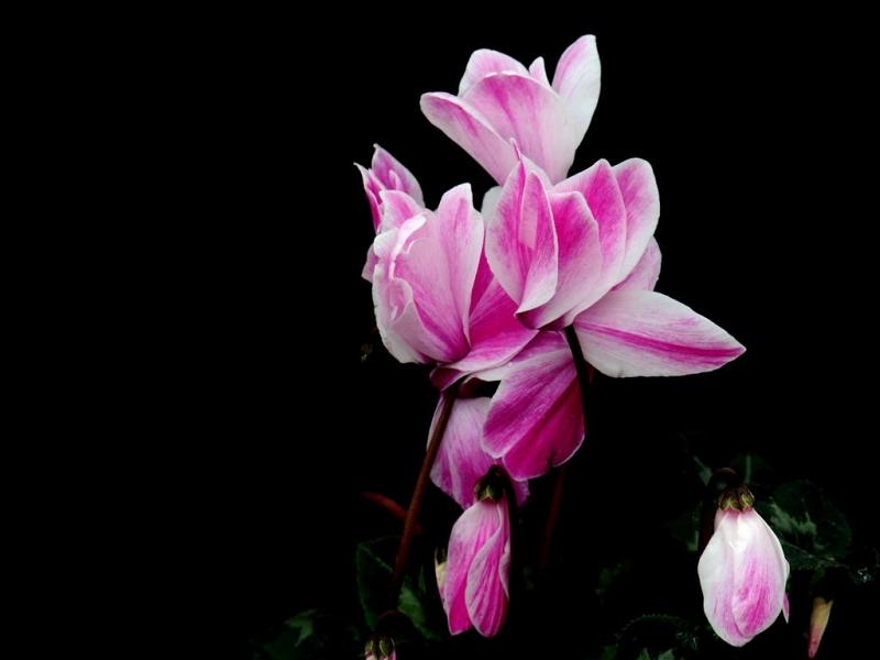 Hoa anh thảo hay còn gọi là hoa ngọc trâm, nó có nguồn gốc ở vùng ôn đới. Loài hoa này còn có tên là "turbe terrae" vì rễ của nó như những củ cải trắng. Một số loại anh thảo đặc biệt chỉ khoe sắc vào ban đêm. Người ta sẽ không thể thấy những bông hoa nhỏ xinh của nó bung cánh khi mặt trời còn đang tỏa sáng. Cũng giống như hoa mặt trăng, những loại anh thảo nở vào đêm sẽ phát ra thứ ánh sáng lân tinh dìu dịu. 