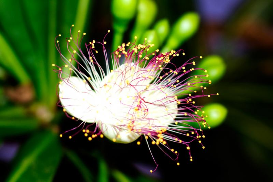 Hoa bàng vuông thường nở rộ vào dịp đầu năm, chỉ nở vào ban đêm, sau một đêm hoa sẽ tàn. Thời gian hoa nở đẹp nhất là từ 20 - 22 giờ, hương thơm nhẹ, khoe sắc trong tiết trời vào xuân. Mùa hoa bàng vuông bắt đầu từ khoảng tháng 2 và sẽ kéo dài tới hết tháng 7 Âm lịch. 