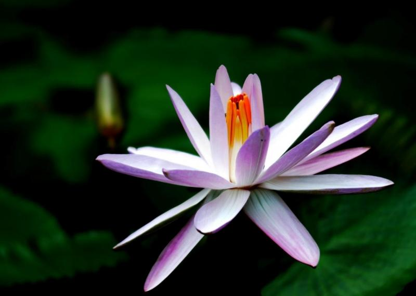 Hoa súng mang các màu sắc nhẹ nhàng, dịu mát, nhị hoa vàng xen kẽ những cánh hoa làm cho bông hoa súng hiện lên giữa vùng đầm lầy vô cùng thanh thoát. Người ta chia loài hoa này thành hai loại chính, súng chịu lạnh và súng chịu nhiệt. Nếu các loại súng ưa lạnh chỉ nở hoa vào ban ngày thì các loại súng sống ở khu vực thời tiết nóng ẩm lại chỉ nở hoa vào ban đêm. 