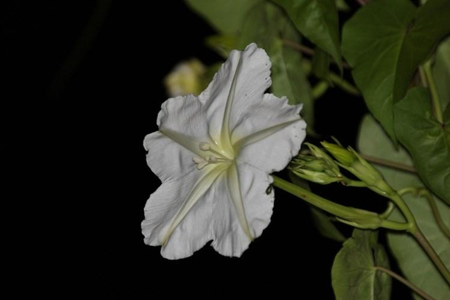 Hoa mặt trăng hay còn gọi là Moon Flower có tên khoa học là Ipomoea alba, nó được tìm thấy ở vùng cận nhiệt và nhiệt đới, đặc biệt là từ phía nam Argentina đến Mexico và Llorida. Hoa mặt trăng là một loài hoa đặc biệt, không những nở khi màn đêm buông xuống mà nó còn phát ra ánh sáng huyền diệu cho không gian đêm tối. 