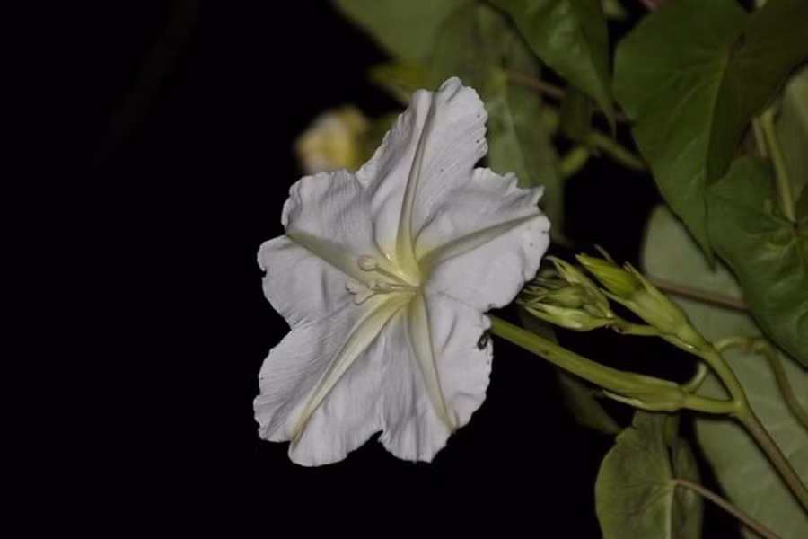 Hoa mặt trăng hay còn gọi là Moon Flower có tên khoa học là Ipomoea alba, nó được tìm thấy ở vùng cận nhiệt và nhiệt đới, đặc biệt là từ phía nam Argentina đến Mexico và Llorida. Hoa mặt trăng là một loài hoa đặc biệt, không những nở khi màn đêm buông xuống mà nó còn phát ra ánh sáng huyền diệu cho không gian đêm tối. 