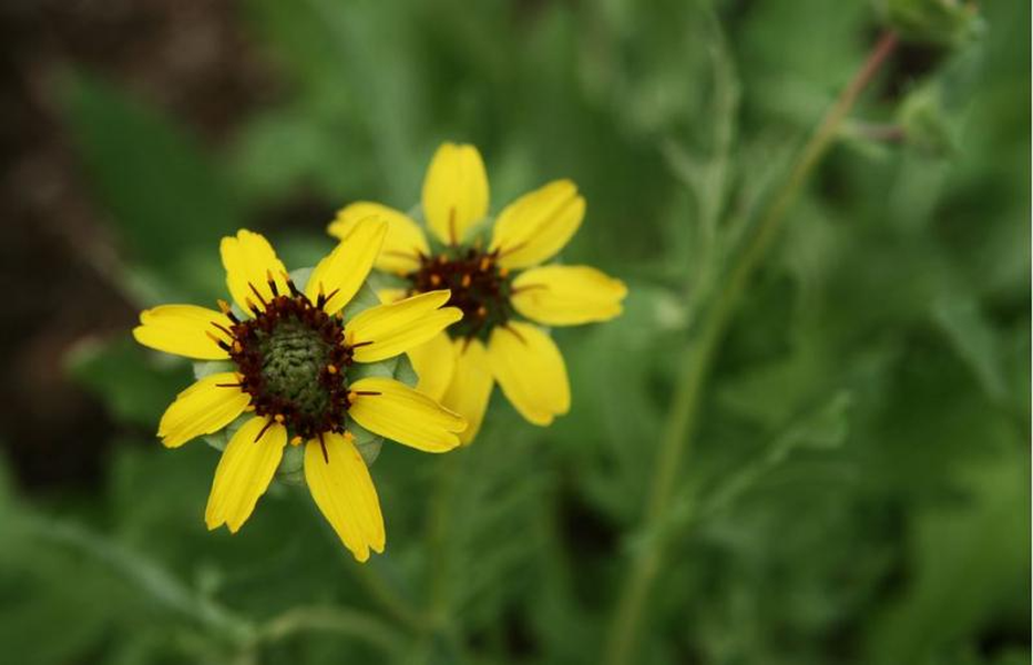 Tên khoa học của loài cây Sô-cô-la này là Berlandiera Lyrata. Loài cây này nở vào ban đêm, xuất hiện chủ yếu ở những vùng cây cỏ và đất đá vôi ở Mỹ. Chúng còn được biết tới nhờ hương thơm như sô cô la, giống với tên gọi. Cây hoa sô cô la nở từ giữa xuân tới khi mùa hè tàn và tất nhiên, chỉ vào ban đêm. 