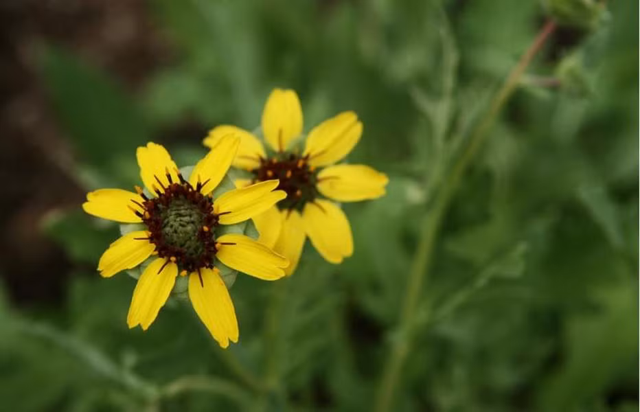 Tên khoa học của loài cây Sô-cô-la này là Berlandiera Lyrata. Loài cây này nở vào ban đêm, xuất hiện chủ yếu ở những vùng cây cỏ và đất đá vôi ở Mỹ. Chúng còn được biết tới nhờ hương thơm như sô cô la, giống với tên gọi. Cây hoa sô cô la nở từ giữa xuân tới khi mùa hè tàn và tất nhiên, chỉ vào ban đêm. 