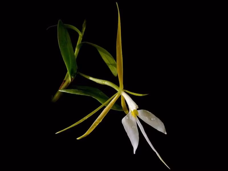 Là một loài hoa có dáng hình thanh mảnh, yêu kiều, hoa lan đêm có tên khoa học là Nocturnum Bulbophyllum. Loài hoa này được phát hiện tại New Britain, 1 hòn đảo gần Papua New Guinea. Mỗi lần hoa chỉ nở một bông, và đêm sau đó sẽ nở bông tiếp theo. Những bông hoa lan nhỏ xinh, nhẹ nhàng tung cánh, tỏa mùi hương thơm ngát trong đêm gợi đến cho con người cảm giác thanh bình đến lạ. 