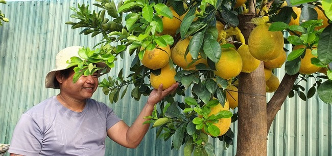 Giá tiền triệu, bưởi diễn chi chít quả đã đến Khánh Hòa - Hình 2 Gia tien trieu, buoi dien chi chit qua da den Khanh Hoa-Hinh-2