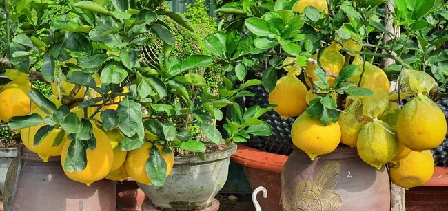 Giá tiền triệu, bưởi diễn chi chít quả đã đến Khánh Hòa - Hình 3 Gia tien trieu, buoi dien chi chit qua da den Khanh Hoa-Hinh-3