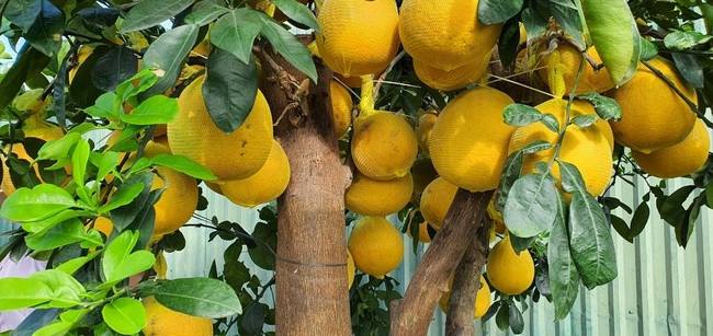 Giá tiền triệu, bưởi diễn chi chít quả đã đến Khánh Hòa - Hình 4 Gia tien trieu, buoi dien chi chit qua da den Khanh Hoa-Hinh-4