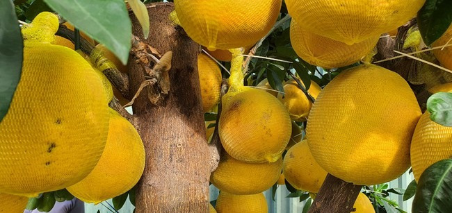 Giá tiền triệu, bưởi diễn chi chít quả đã đến Khánh Hòa Gia tien trieu, buoi dien chi chit qua da den Khanh Hoa