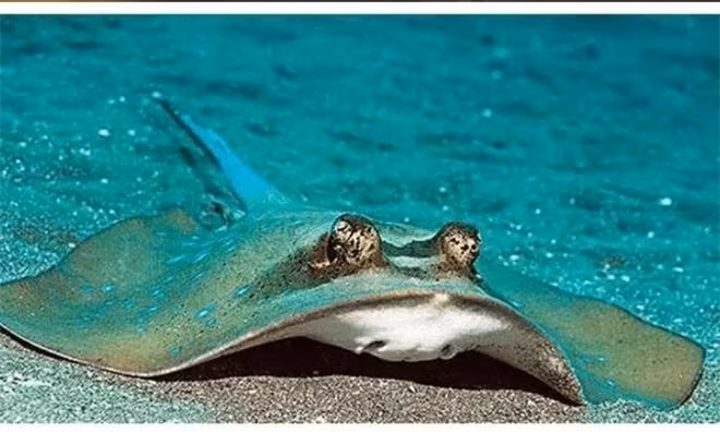 Loai “ca la” thich phoi nang, tan cong phu nu dep-Hinh-4