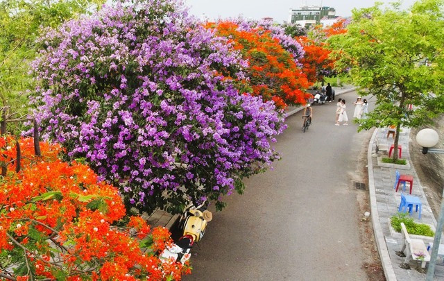 Duong hoa dep nhu xu Han, gioi tre thi nhau check-in-Hinh-14