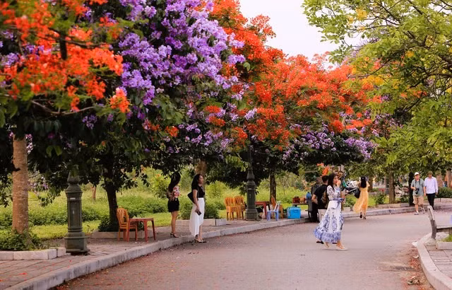 Duong hoa dep nhu xu Han, gioi tre thi nhau check-in-Hinh-3