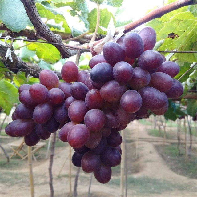 Trước khi rời khỏi vườn nho, bạn có thể mua về các sản phẩm rượu nho tại vườn (không bắt buộc mua) cho bạn bè, người thân thưởng thức Ảnh: Dũng Trần/diadiemanuong.com.