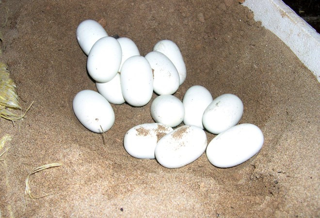 Thùng gỗ hoặc xốp chứa cát là nơi ấp trứng rắn trong nhà. Rắn nuôi sau một năm sẽ tự phối giống và sau 34 ngày bắt đầu đẻ, mỗi lứa ít nhất từ 7 đến 10 trứng. Sau khi rắn đẻ xong, người nuôi cho tất cả trứng vào thùng này. Trứng sẽ nở rắn con sau 75 ngày, với tỷ lệ rất cao. Ảnh: Zing.