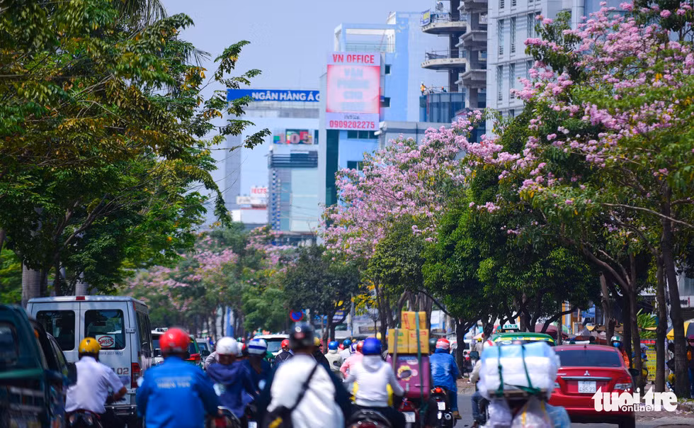 Dọc tuyến đường Điện Biên Phủ, Q. Bình Thạnh tràn ngập sắc hoa kèn hồng - Ảnh: THUẬN KHÁNH
