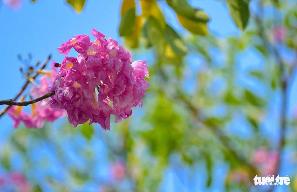 Người đi bộ trên vỉa hè khó lòng dời mắt khỏi những bông hoa kèn hồng - Ảnh: THUẬN KHÁNH.