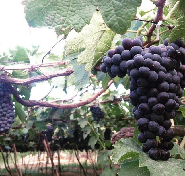 Những chùm nho chín mọng, trĩu quả. Ảnh: Dũng Trần/diadiemanuong.com.