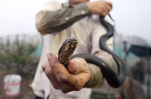 Là người hiếm hoi tại miền Bắc thành công với mô hình này (tính đến thời điểm hiện tại), hàng năm anh Tĩnh bán được gần 100kg rắn với giá bình quân trên dưới 600.000 đồng/kg. Ảnh: Dân Việt.