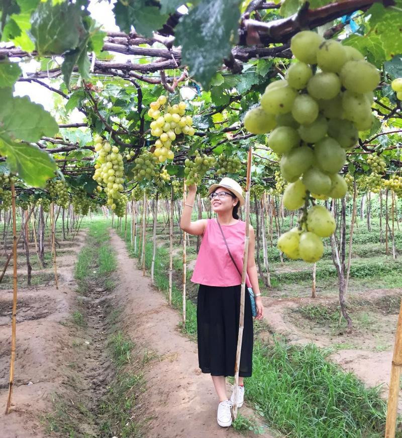 Nhiều khách lẻ trong và ngoài tỉnh cũng tìm đến học tập kinh nghiệm trồng loại quả này. Ảnh: ivivu.com.