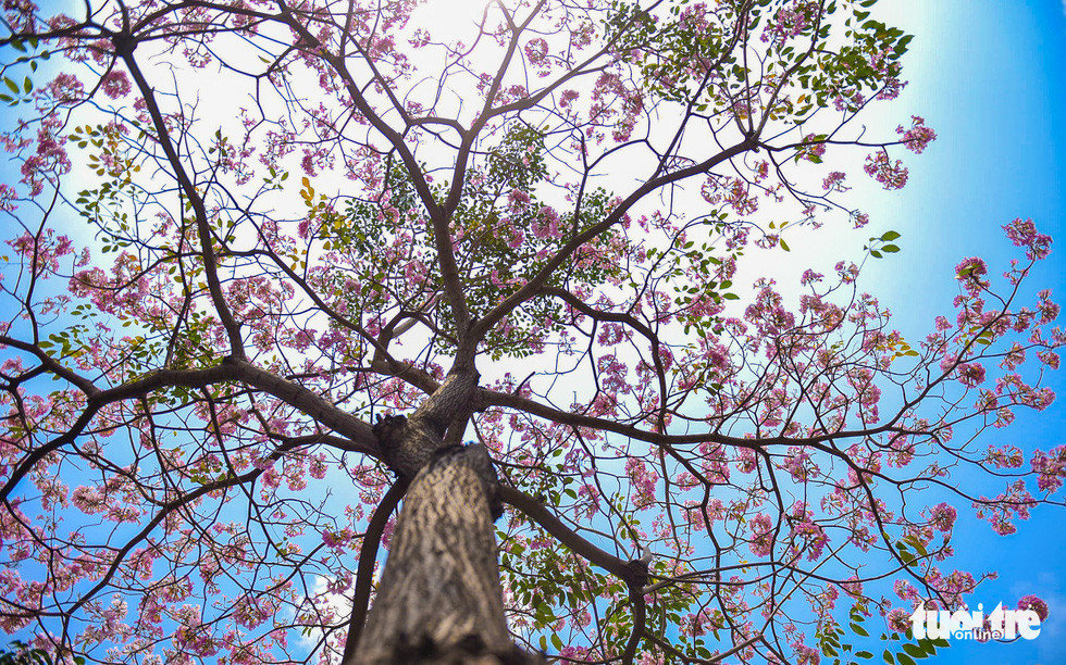 Hoa kèn hồng chỉ nở được 3-4 ngày rồi nhanh chóng rơi rụng - Ảnh: THUẬN KHÁNH.