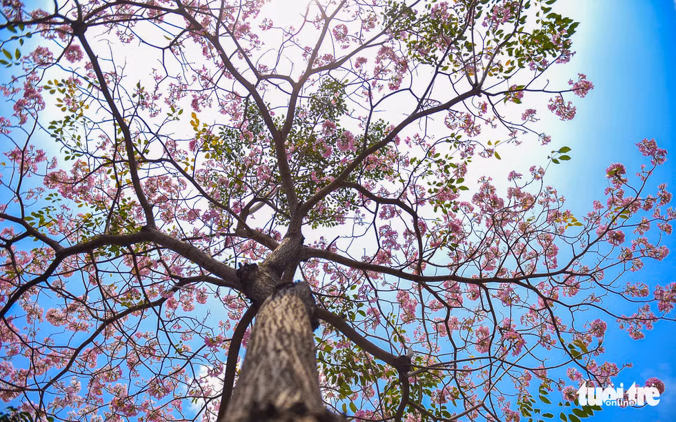 Hoa kèn hồng chỉ nở được 3-4 ngày rồi nhanh chóng rơi rụng - Ảnh: THUẬN KHÁNH.