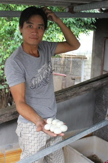 Khu nuôi rắn được chủ nhân chia thành 3 dãy chuồng. Dãy ngoài cùng là khu vực ấp nở và nuôi rắn con. Tiếp theo là dãy nuôi rắn hổ mang thịt, gồm 20 ô lớn, mỗi ô là nhà ở của 50 chú hổ mang. Cạnh đó, một dãy có 250 ô nhỏ bằng bê tông, cứ 6 ô một xếp chồng lên nhau, trông như… dãy tủ gửi đồ. Trong mỗi ô này có một con rắn ráo trâu trong độ tuổi sinh sản. Ảnh: Nông nghiệp Việt Nam.