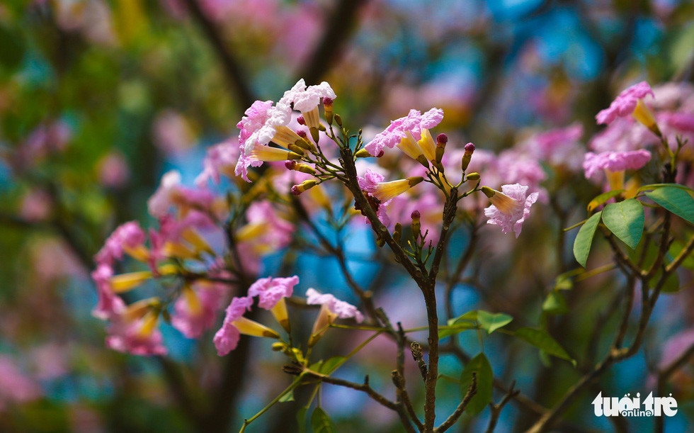 Những cụm hoa màu hồng nhạt hình dáng giống chiếc kèn - Ảnh: THUẬN KHÁNH
